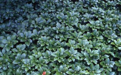 Pachysandra; cultivar 'Green Carpet'